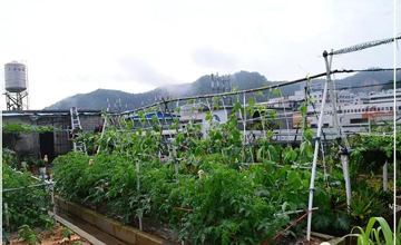 聽說了嗎，多米居然開始搞副業(yè)了？