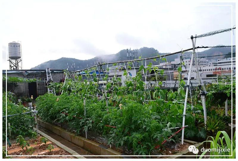 聽說了嗎，多米居然開始搞副業(yè)了？